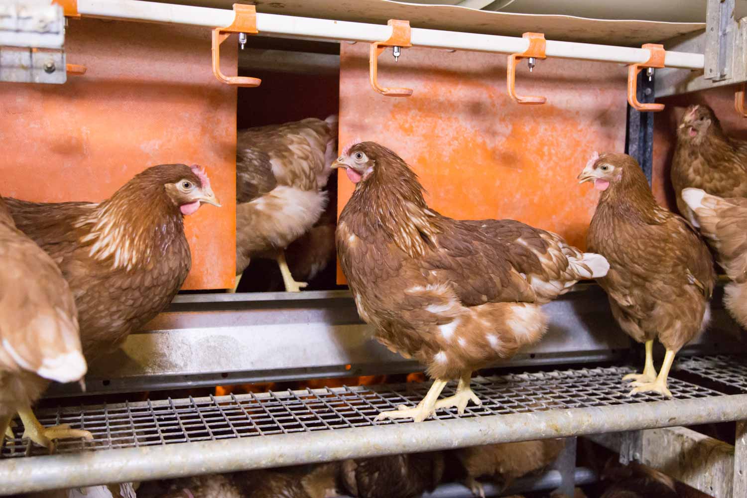 Cage Free Systems