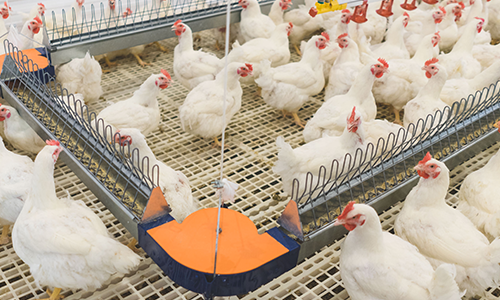 Poultry Feeding Systems Big Dutchman Feeders Auto Feeding Poultry Feeding Systems Big Dutchman Feeders Auto Feeding