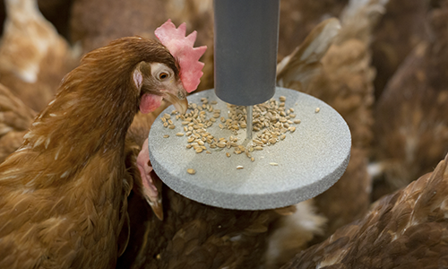Pick Puck Poultry feeding
