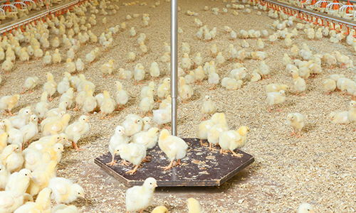 Poultry Weight Scale