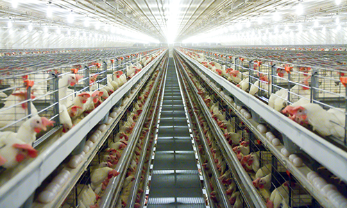 conventional cage systems