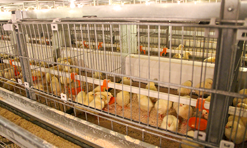 conventional cages