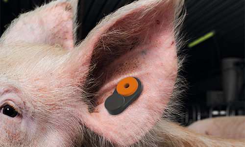 BioTag+ in Sow's ear.