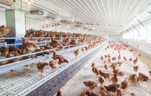 Colony 2+ Cage-Free System | Big Dutchman