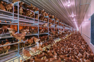NATURA® Step XL | Cage-Free True Aviary from Big Dutchman