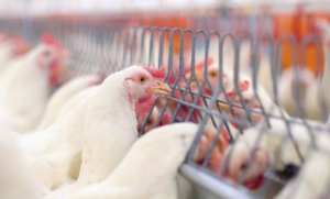 DuoChain chain feeding system from Big Dutchman