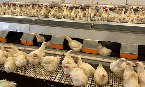 NXB ReMix | Breeder nest from Big Dutchman